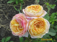 Rosomane Janon ( Розоман Жанон) (Мультифлора)