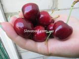  Сильвия (моголебка)