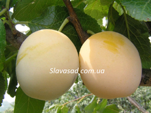 Желтая Афаска (алича)