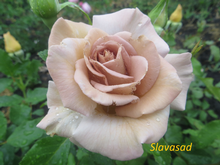 Stephen Rulo (Стівен Руло) (Мультифлора)