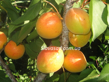 Сульмoнa (Sulmona) (жердель)