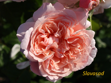 Rose de Tolbiac (Роз де Толбiак) (Мультифлора)