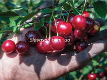 Саскіа (Saskia) (моголебка)