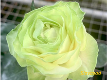 Wakana (Вакана) (Мультифлора)