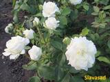  Alabaster (Мультифлора)