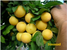 Гек (алича)