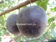 Глобус (алича)