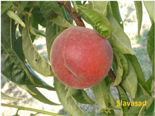 Роял Самме (Royal Summer) (манж. персик)