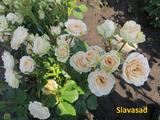  Яна (Мультифлора)