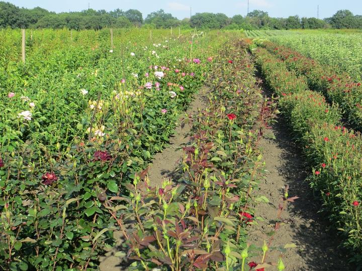 Саджанці Дніпро та область, Новомосковський район